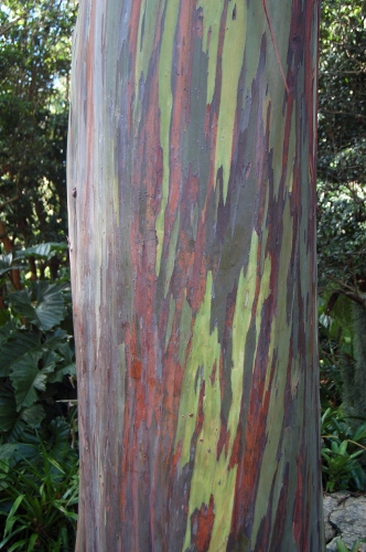 [Image: Rainbow Eucalyptus.]