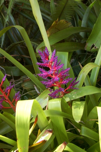 [Image: Bromeliad.]