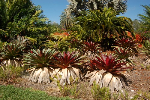 [Image: Bromeliad Garden.]
