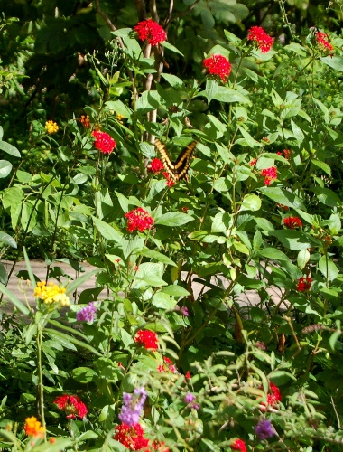 [Image: Customer at the Butterfly Garden.]