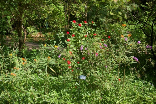 [Image: Butterfly Garden.]