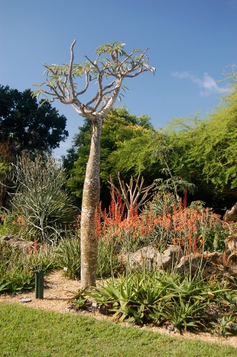 [Image: Cactus and Succulent Garden.]