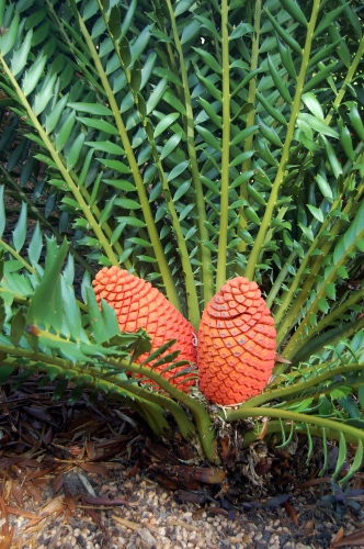 [Image: Cycad.]