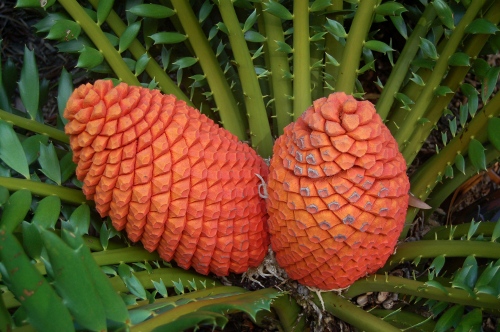 [Image: These seed cones are about twenty inches long.]