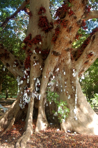 [Image: Yoko Ono wishing tree.]