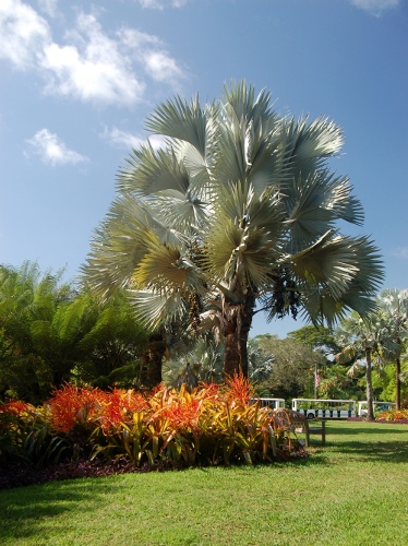 [Image: Silver Bismark palm and bromeliads.]