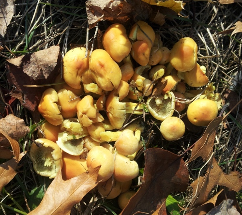 [Image: Mushrooms uncovered when the leaves moved.]