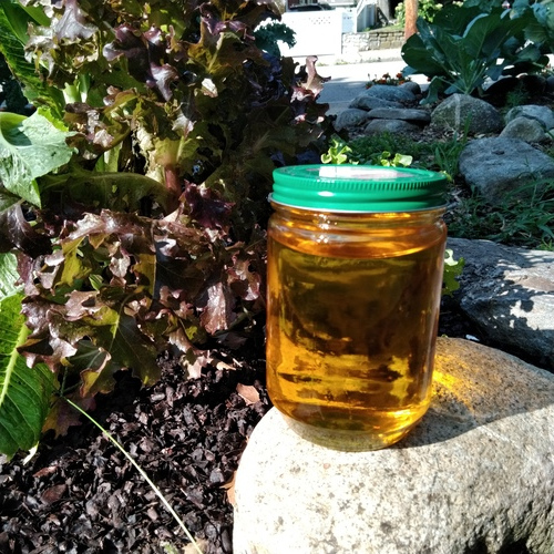 [Image: The latest batch, in the author's vegetable garden.]